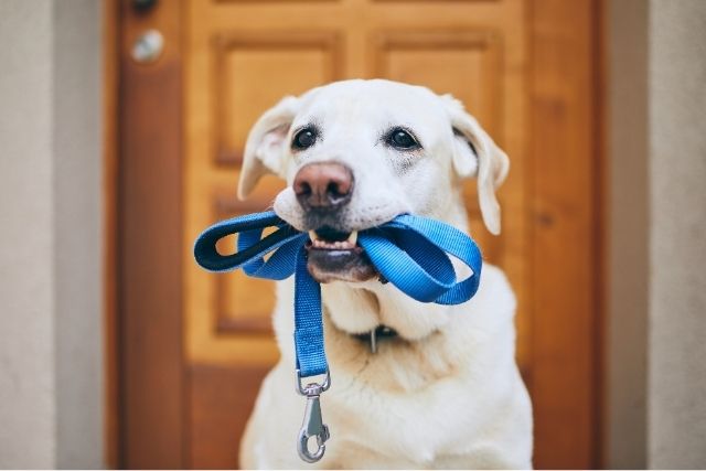 nuchter-bewegen-hond-wandeling nuchter bewegen hond