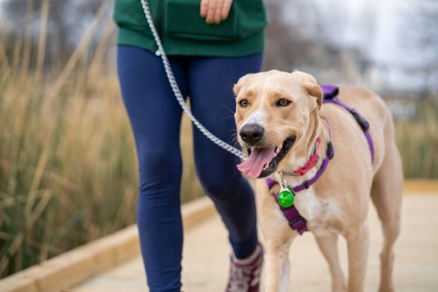 Hond tijdens nuchter bewegen: rustige ochtendwandeling in de natuur