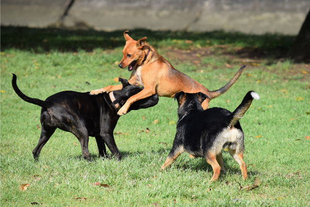 Honden in een losloopgebied