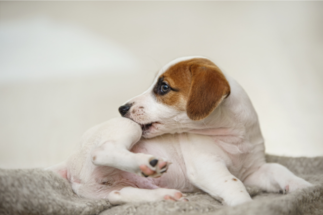 Ontwerp zonder titel (13) Hond met voedingsallergie
