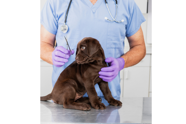 Ontwerp zonder titel (19) Castratie hond